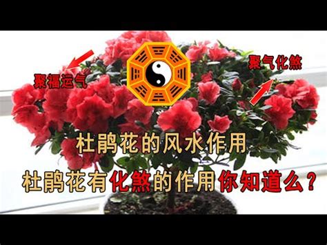 杜鵑風水|風水師：杜鵑擺放須謹慎